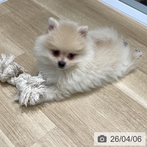 岩手県のポメラニアン (ペットプラス 盛岡南店/2026年1月31日生まれ/男の子/クリーム)の子犬の3枚目の画像