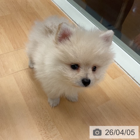 千葉県のポメラニアン (ペットプラス 成田店/2026年1月31日生まれ/男の子/クリーム)の子犬の3枚目の画像