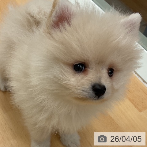 千葉県のポメラニアン (ペットプラス ユーカリが丘店/2026年1月31日生まれ/男の子/クリーム)の子犬の3枚目の画像