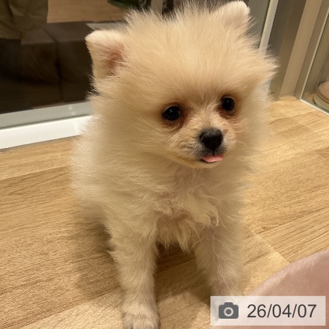 宮城県のポメラニアン (ペットプラス 名取店/2026年1月31日生まれ/女の子/クリーム)の子犬の3枚目の画像