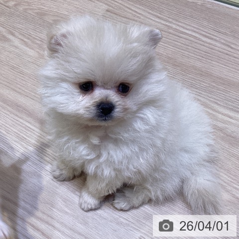 ポメラニアンの写真