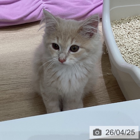 東京都のノルウェージャンフォレストキャット (ペットプラス 立川高島屋S.C.店/2026年1月31日生まれ/男の子/クリームタビーホワイト)の子猫の3枚目の画像