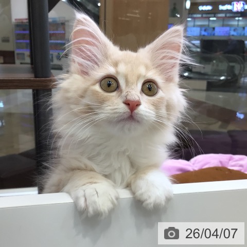 東京都のノルウェージャンフォレストキャット (ペットプラス 日の出店/2026年1月31日生まれ/女の子/クリームタビーホワイト)の子猫の3枚目の画像