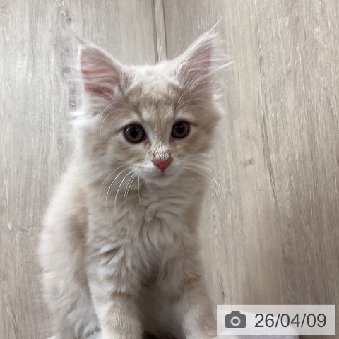 ノルウェージャンフォレストキャットの写真