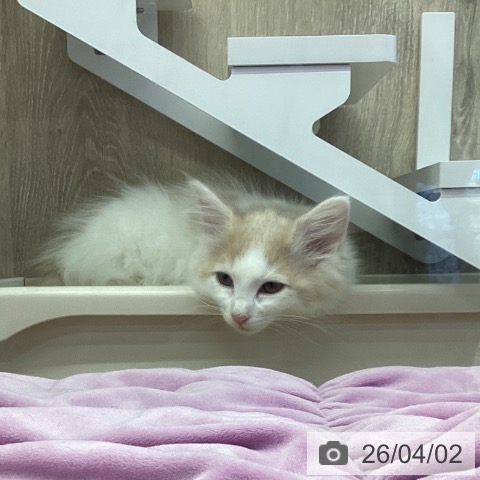 ノルウェージャンフォレストキャットの写真