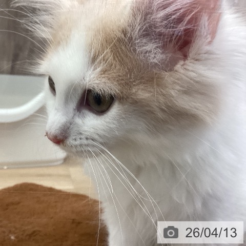 茨城県のノルウェージャンフォレストキャット (ペットプラス つくば店/2026年1月31日生まれ/女の子/クリームホワイト)の子猫の4枚目の画像