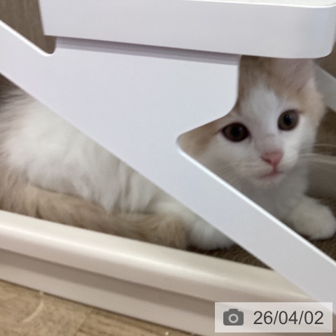 ノルウェージャンフォレストキャットの写真