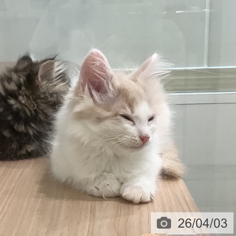 埼玉県のノルウェージャンフォレストキャット (ペットプラス ららぽーと新三郷店/2026年1月31日生まれ/女の子/クリームホワイト)の子猫の3枚目の画像