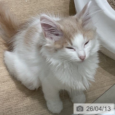 埼玉県のノルウェージャンフォレストキャット (ペットプラス ららぽーと新三郷店/2026年1月31日生まれ/女の子/クリームホワイト)の子猫の4枚目の画像