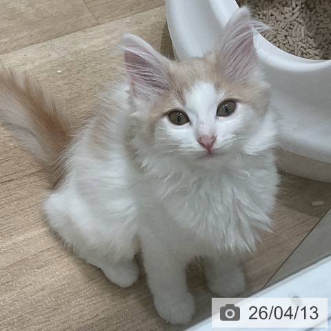 埼玉県のノルウェージャンフォレストキャット (ペットプラス ららぽーと新三郷店/2026年1月31日生まれ/女の子/クリームホワイト)の子猫の3枚目の画像