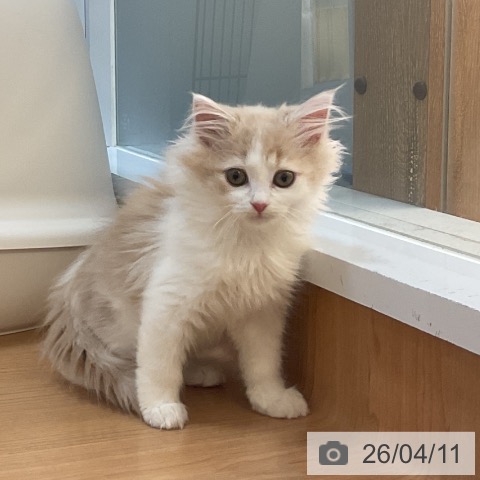 埼玉県のノルウェージャンフォレストキャット (ペッツワン 浦和美園店/2026年1月31日生まれ/女の子/クリームホワイト)の子猫の4枚目の画像