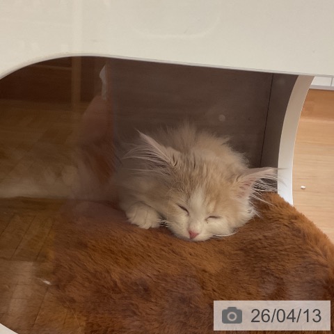 埼玉県のノルウェージャンフォレストキャット (ペッツワン 浦和美園店/2026年1月31日生まれ/女の子/クリームホワイト)の子猫の3枚目の画像