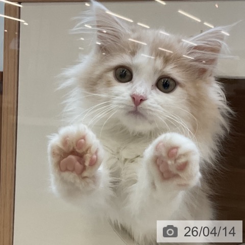 埼玉県のノルウェージャンフォレストキャット (ペッツワン 浦和美園店/2026年1月31日生まれ/女の子/クリームホワイト)の子猫の3枚目の画像