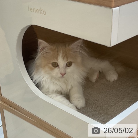 埼玉県のノルウェージャンフォレストキャット (ペッツワン 浦和美園店/2026年1月31日生まれ/女の子/クリームホワイト)の子猫の3枚目の画像
