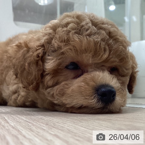 神奈川県のトイプードル(トイ) (ペットプラス 新百合丘店/2026年1月30日生まれ/男の子/レッド)の子犬の3枚目の画像