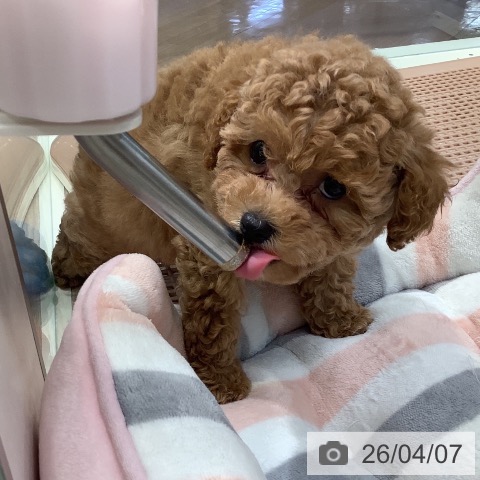 トイ・プードルの写真