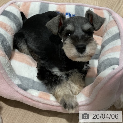 埼玉県のミニチュアシュナウザー (ペットプラス コクーンシティ店/2026年1月30日生まれ/男の子/ソルトペッパー)の子犬の4枚目の画像