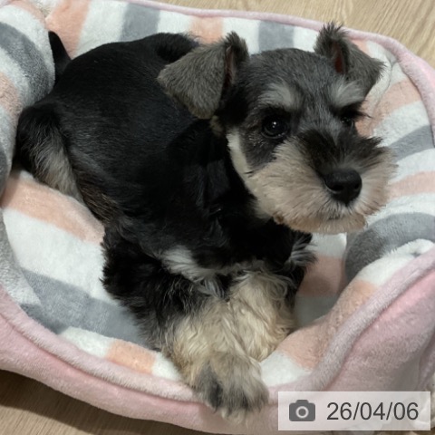 埼玉県のミニチュアシュナウザー (ペットプラス コクーンシティ店/2026年1月30日生まれ/男の子/ソルトペッパー)の子犬の3枚目の画像