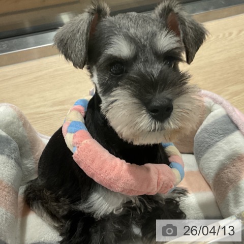 埼玉県のミニチュアシュナウザー (ペットプラス コクーンシティ店/2026年1月30日生まれ/男の子/ソルトペッパー)の子犬の3枚目の画像