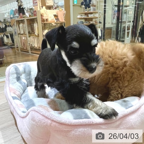 東京都のミニチュアシュナウザー (ペットプラス 板橋店/2026年1月30日生まれ/女の子/ブラックシルバー)の子犬の4枚目の画像