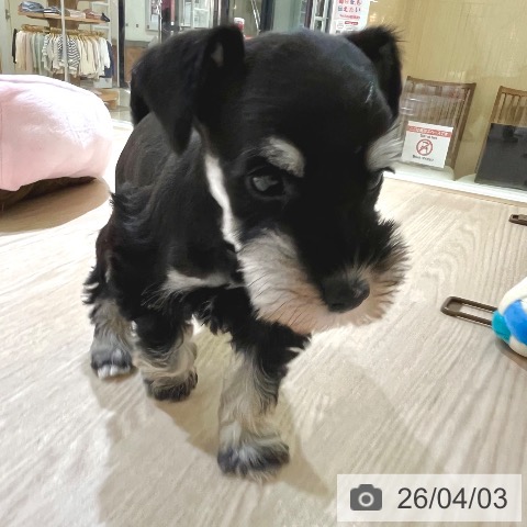 東京都のミニチュアシュナウザー (ペットプラス 板橋店/2026年1月30日生まれ/女の子/ブラックシルバー)の子犬の3枚目の画像