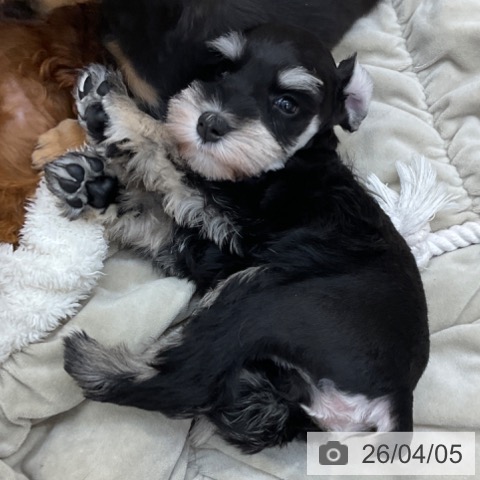 長野県のミニチュアシュナウザー (ペットプラス 上田店/2026年1月30日生まれ/女の子/ブラックシルバー)の子犬の4枚目の画像