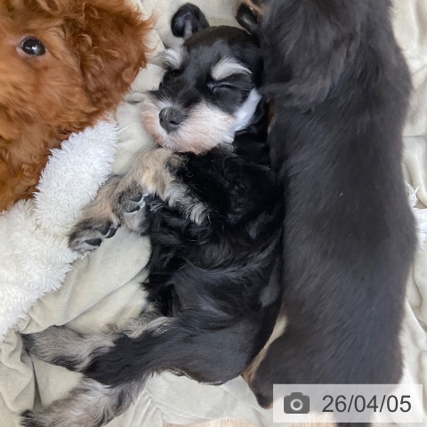 長野県のミニチュアシュナウザー (ペットプラス 上田店/2026年1月30日生まれ/女の子/ブラックシルバー)の子犬の3枚目の画像