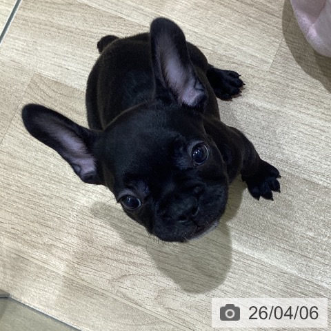 長野県のフレンチブルドッグ (ペットプラス 須坂店/2026年1月29日生まれ/男の子/ブリンドル)の子犬の4枚目の画像