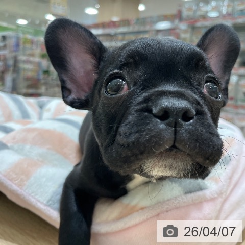 長野県のフレンチブルドッグ (ペットプラス 須坂店/2026年1月29日生まれ/男の子/ブリンドル)の子犬の3枚目の画像