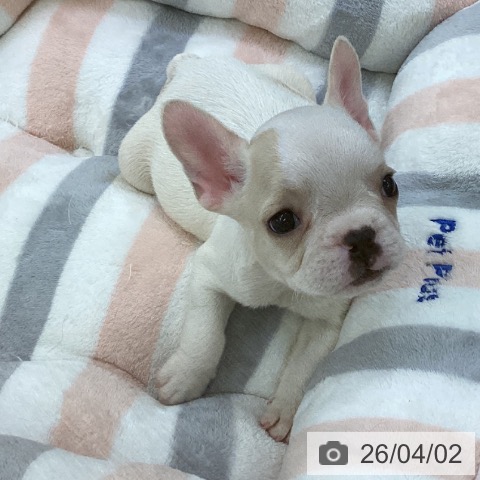 フレンチ・ブルドッグの写真