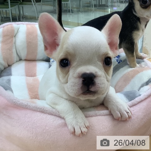 埼玉県のフレンチブルドッグ (ペットプラス 羽生店/2026年1月29日生まれ/男の子/パイド)の子犬の4枚目の画像