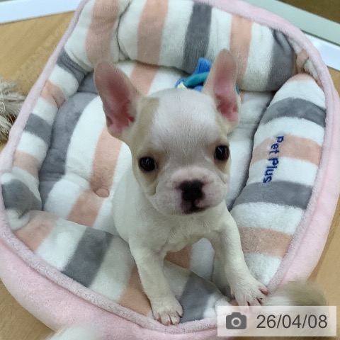 埼玉県のフレンチブルドッグ (ペットプラス 羽生店/2026年1月29日生まれ/男の子/パイド)の子犬の3枚目の画像