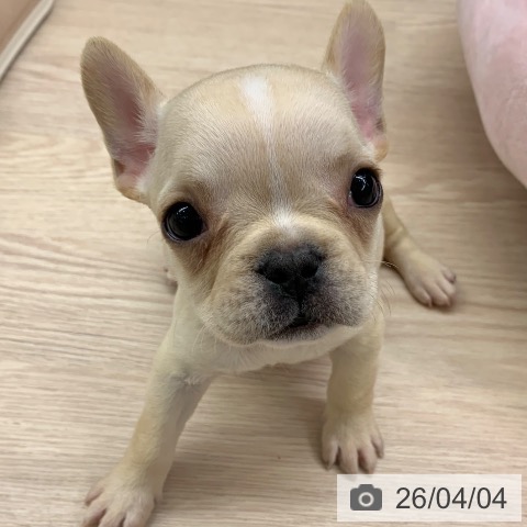 千葉県のフレンチブルドッグ (ペットプラス 幕張新都心店/2026年1月29日生まれ/女の子/クリーム)の子犬の3枚目の画像