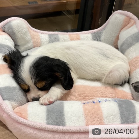 埼玉県のキャバリアキングチャールズスパニエル (ペットプラス コクーンシティ店/2026年1月26日生まれ/女の子/トライカラー)の子犬の3枚目の画像