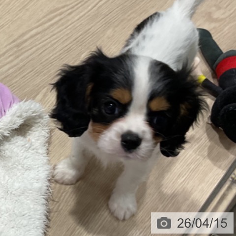 埼玉県のキャバリアキングチャールズスパニエル (ペットプラス コクーンシティ店/2026年1月26日生まれ/女の子/トライカラー)の子犬の4枚目の画像