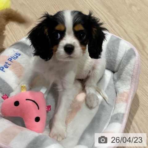 埼玉県のキャバリアキングチャールズスパニエル (ペットプラス コクーンシティ店/2026年1月26日生まれ/女の子/トライカラー)の子犬の3枚目の画像