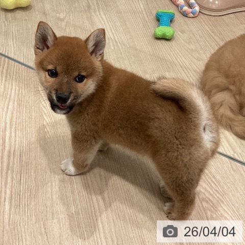 埼玉県の柴犬(標準サイズ) (ペットプラス 川口店/2026年1月31日生まれ/男の子/赤)の子犬の3枚目の画像