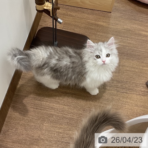 埼玉県のサイベリアン (ペッツワン 吉川美南店/2026年1月31日生まれ/男の子/シルバータビーホワイト)の子猫の3枚目の画像