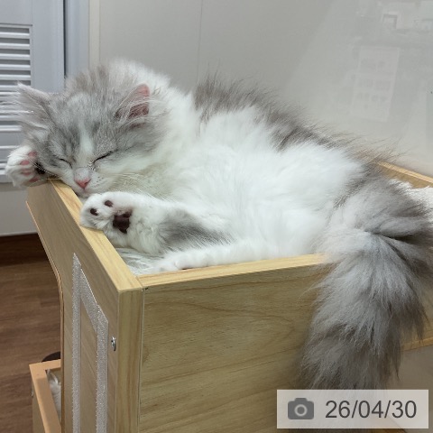 埼玉県のサイベリアン (ペッツワン 吉川美南店/2026年1月31日生まれ/男の子/シルバータビーホワイト)の子猫の4枚目の画像