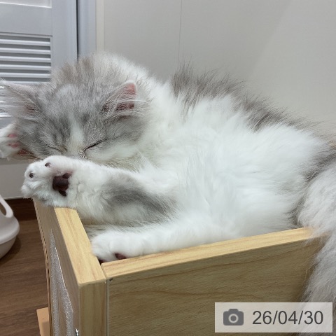 埼玉県のサイベリアン (ペッツワン 吉川美南店/2026年1月31日生まれ/男の子/シルバータビーホワイト)の子猫の3枚目の画像