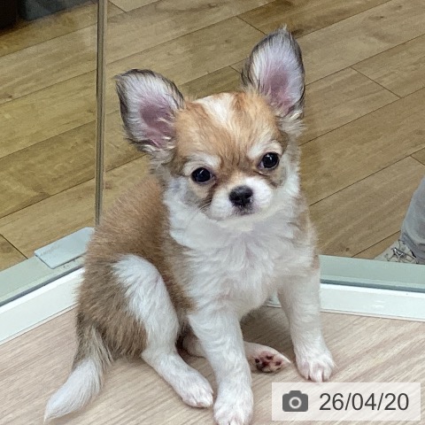 千葉県のチワワ(ロング) (ペットプラス 幕張新都心店/2026年2月1日生まれ/女の子/フォーンホワイト)の子犬の3枚目の画像