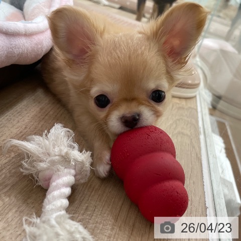 東京都のチワワ(ロング) (ペットプラス 東久留米店/2026年2月1日生まれ/女の子/クリーム)の子犬の4枚目の画像