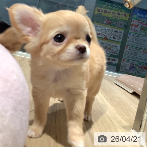 東京都のチワワ(ロング) (ペットプラス 東久留米店/2026年2月1日生まれ/女の子/クリーム)の子犬の3枚目の画像