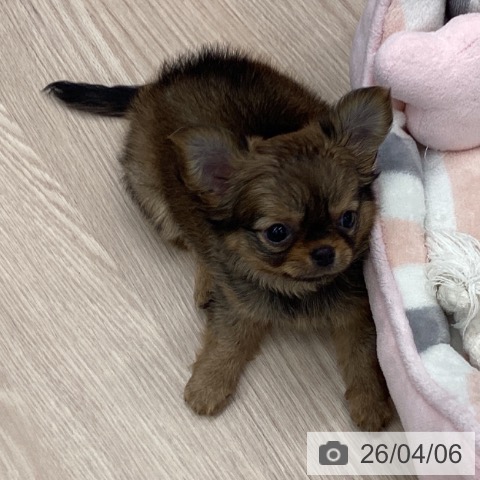 埼玉県のチワワ(ロング) (ペットプラス 川口店/2026年1月31日生まれ/女の子/レッドホワイト)の子犬の4枚目の画像