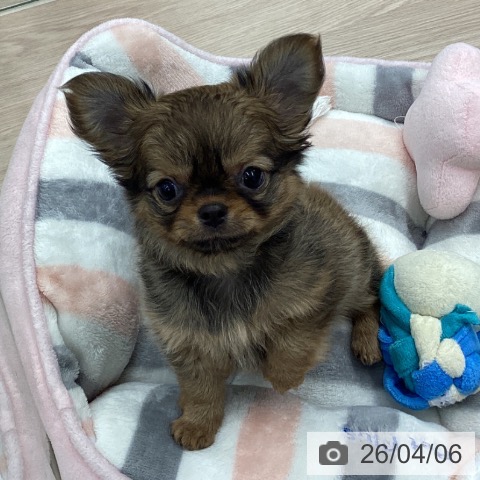 埼玉県のチワワ(ロング) (ペットプラス 川口店/2026年1月31日生まれ/女の子/レッドホワイト)の子犬の3枚目の画像