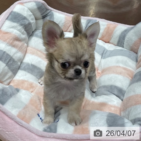 千葉県のチワワ(ロング) (ペットプラス ユーカリが丘店/2026年1月26日生まれ/男の子/フォーンホワイト)の子犬の3枚目の画像