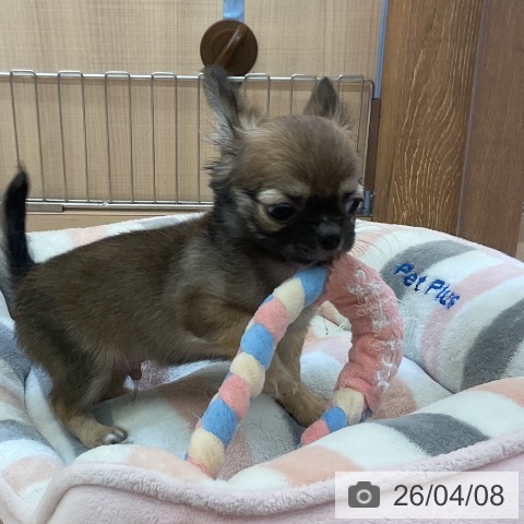 埼玉県のチワワ(ロング) (ペッツワン 浦和美園店/2026年1月26日生まれ/男の子/フォーンホワイト)の子犬の3枚目の画像