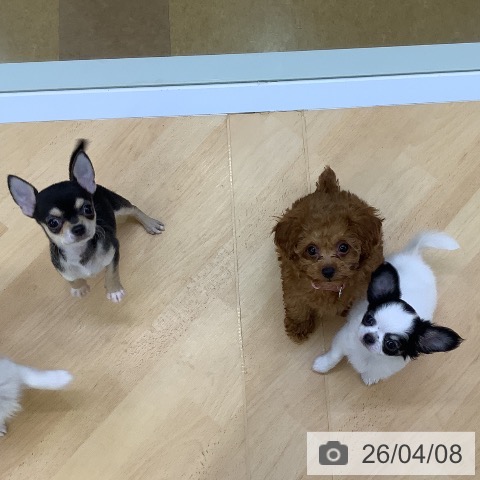 埼玉県のチワワ(ロング) (ペットプラス 羽生店/2026年1月26日生まれ/女の子/ホワイトブラック)の子犬の4枚目の画像