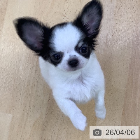 チワワの写真