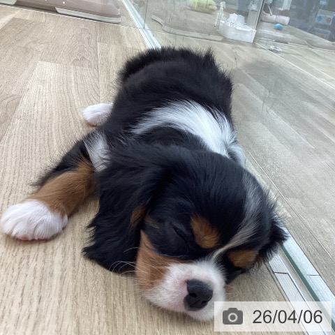 山梨県のキャバリアキングチャールズスパニエル (ペットプラス 甲府国母店/2026年1月31日生まれ/男の子/トライカラー)の子犬の4枚目の画像